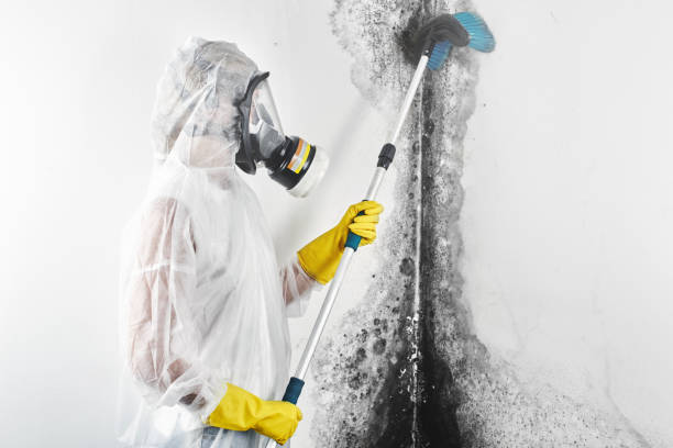 Blennerhassett, WV Mold Removal Pros