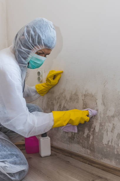 Best Mold-Related Health Consultation  in Blennerhassett, WV