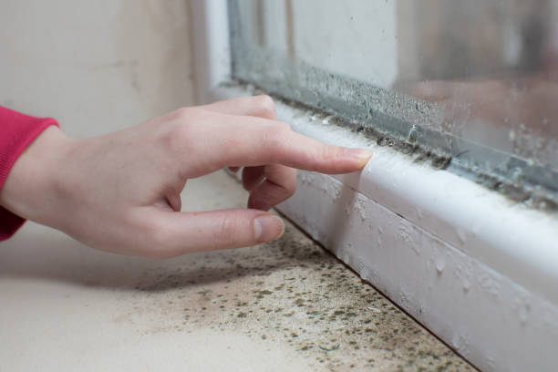 Best Crawl Space Mold Remediation  in Blennerhassett, WV