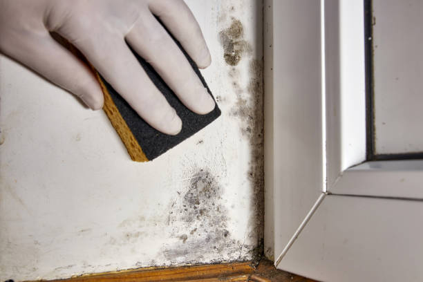 Best Air Quality Testing for Mold Spores  in Blennerhassett, WV