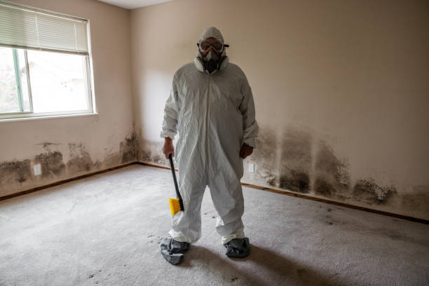 Best Black Mold Removal  in Blennerhassett, WV